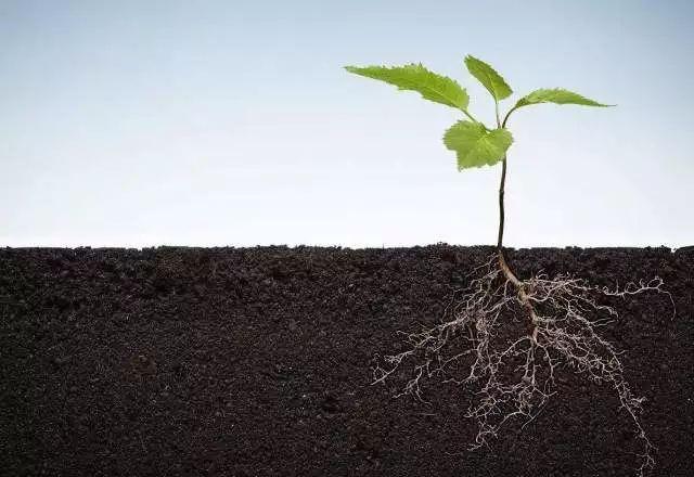 植物根系分析儀對農業(yè)生產有幫助嗎?