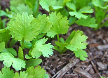 為什么要研究植物冠層,需要用到什么儀器?