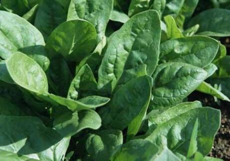 葉面積測量儀器提高菠菜種植的產量