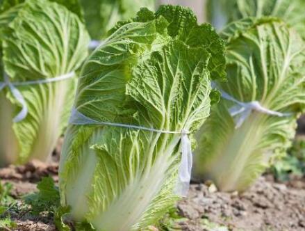 葉綠素測(cè)定儀 葉綠素測(cè)定儀