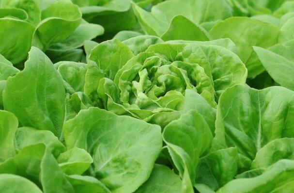 植物葉綠素儀 植物葉綠素儀