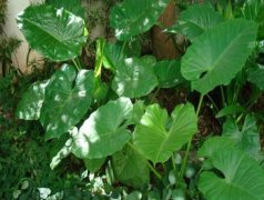 在應(yīng)用中便攜式葉綠素檢測儀怎么樣?