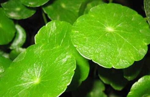 植物冠層分析儀 植物冠層分析儀