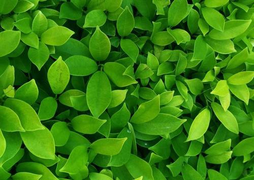 葉綠素測定儀 葉綠素測定儀