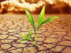 葉面積測定儀會不會破壞植物葉片？