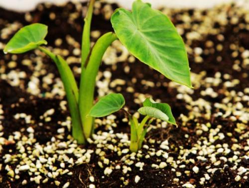 手持葉綠素儀 手持葉綠素儀